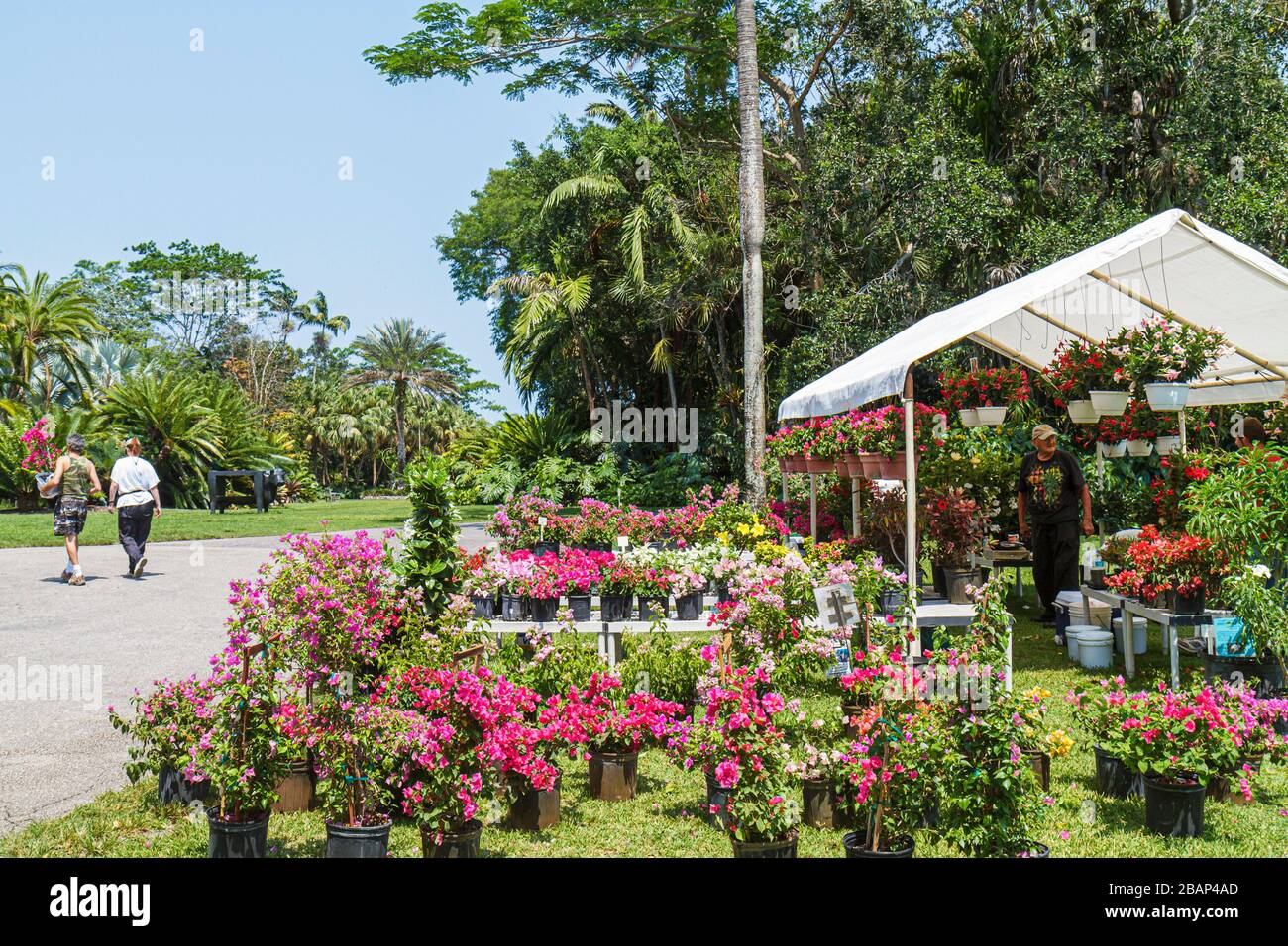 Miami Florida, Coral Gables, Fairchild Tropical Botanic Garden, Bougainvillea Verkauf, Blumen, Besucher reisen Reise Tour Tourismus Wahrzeichen Stockfoto