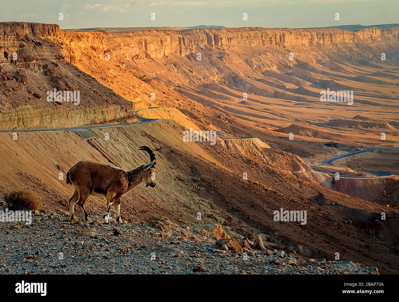 Bild einer wilden Ziege am Rande des Großen Kraters, Mizpe Ramon, Israel Stockfoto