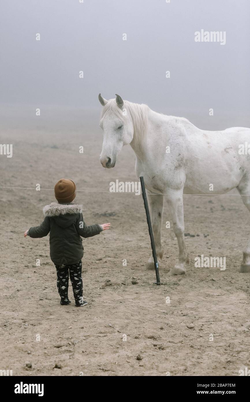 Kleines Kind, das im Nebel auf ein hohes weißes Pferd blickt Stockfoto