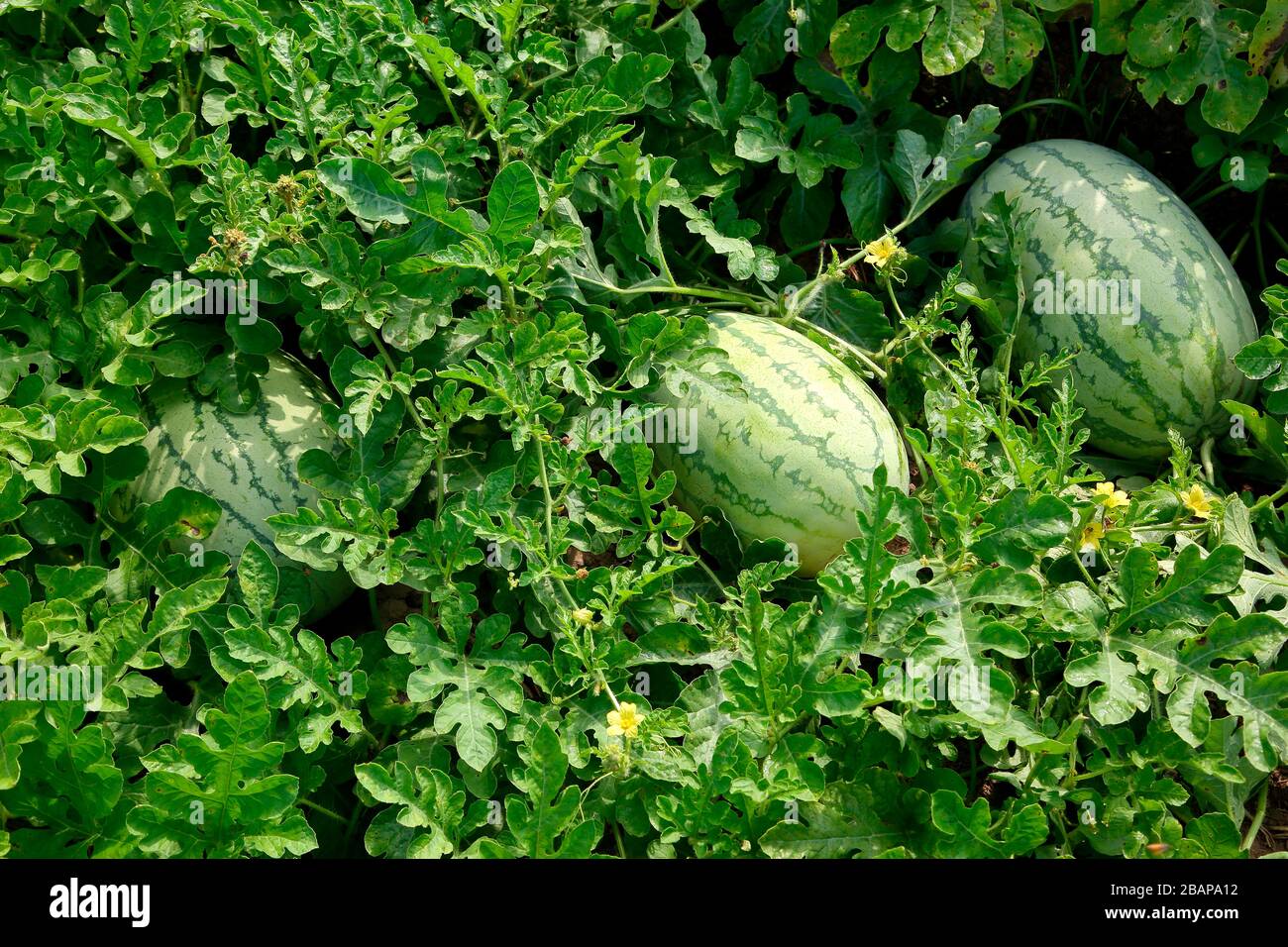 Wassermelonenanbau in Indien. Stockfoto