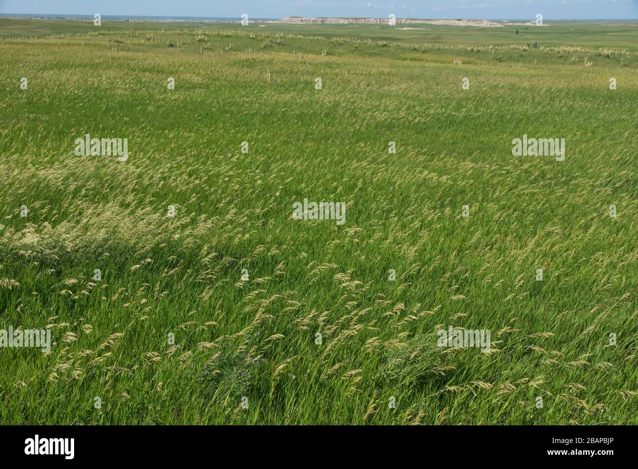 Grasland auf dem Plateau des Badlands National Park in South Dakota Stockfoto