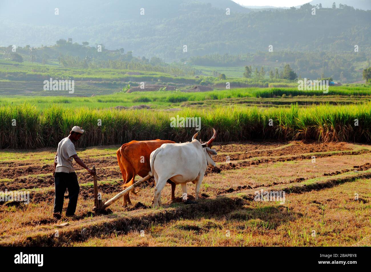 Bio-Landwirtschaft in Indien.Pflügen und Abflachung von Reisfeld mit Ochsen im ländlichen Indien Stockfoto