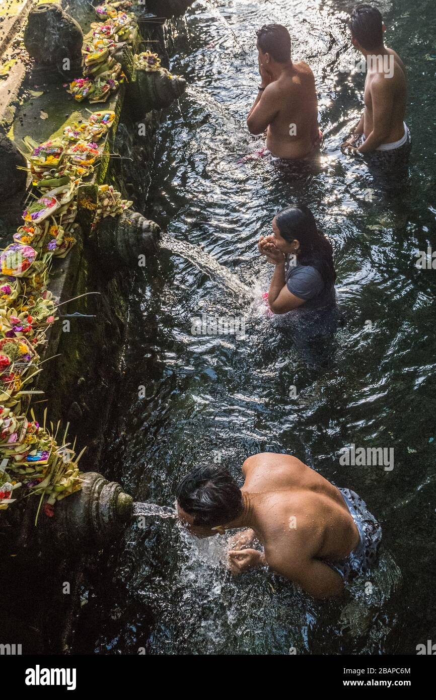Vier balinesische Hindu-Jugendliche reinigen sich und beten in den Wasserspeiern des Pura Tirtha-Tempels an einem ruhigen frühen Morgen ohne Touristen. Stockfoto