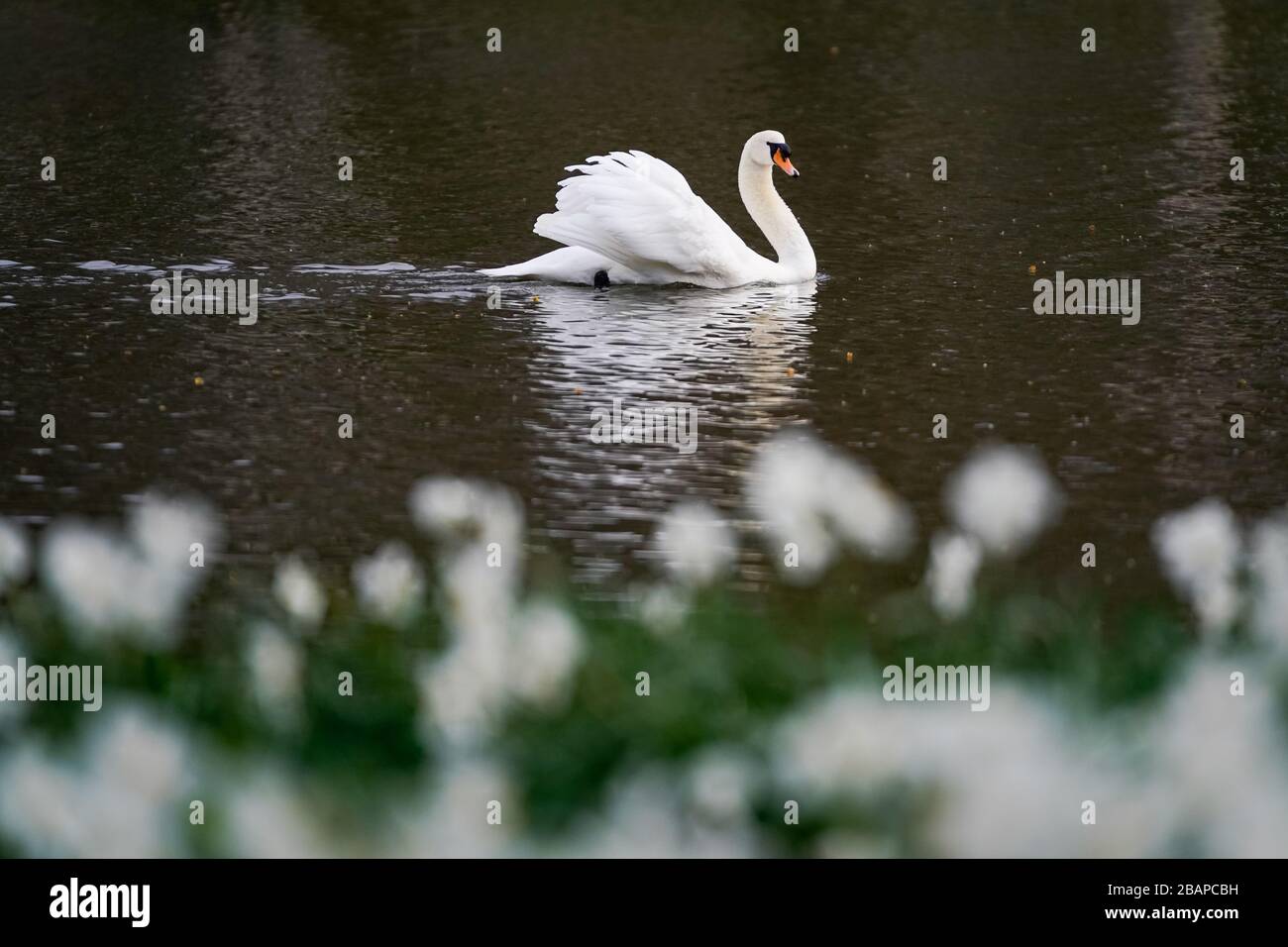 Ein Schwan am St James Park Lake, London, während die Uhren eine Stunde nach vorn zur britischen Sommerzeit (BST) fahren. Stockfoto