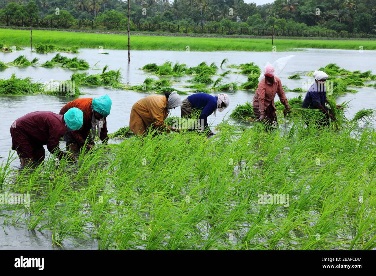 Pokkali Reis Bio-Landwirtschaft in Kerala, India.Pokkali ist eine einzigartige salztolerante Reissorte. Stockfoto