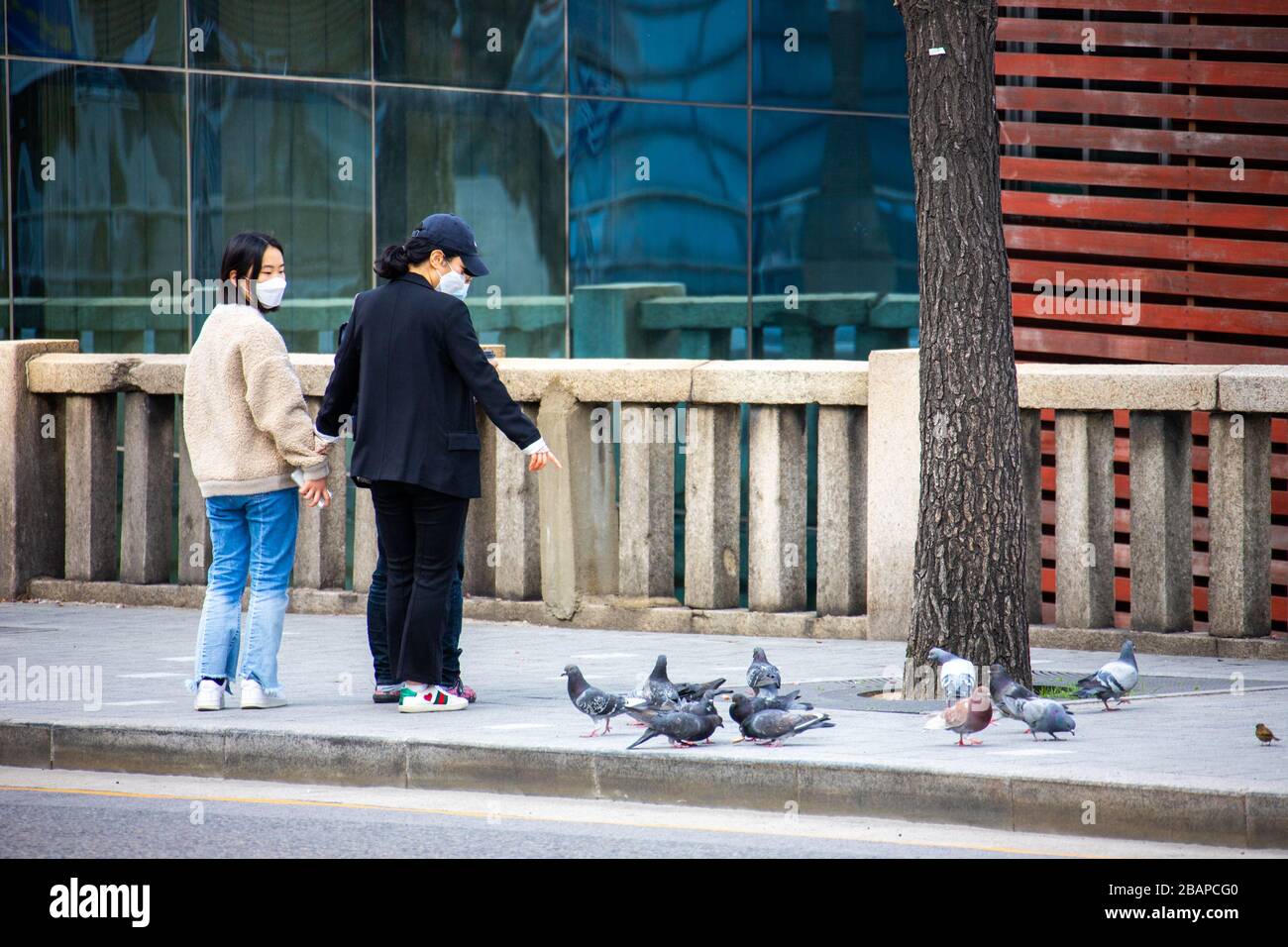 Die Tauben beim tragen von Schutzmasken während der Coronavirus Pandemie, Seoul, Südkorea, notieren Stockfoto