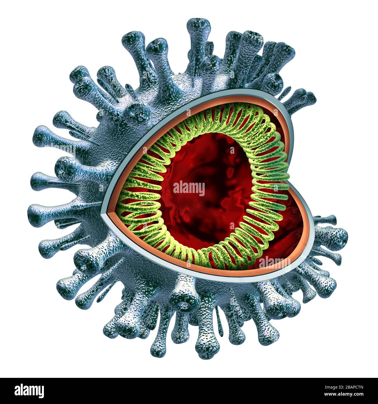 Coronavirus-Zellanatomie-Konzept als kovid-19-Virus-Querschnitt konzeptionelles anatomisches Diagramm mit RNA-Strang als ansteckender Erreger. Stockfoto