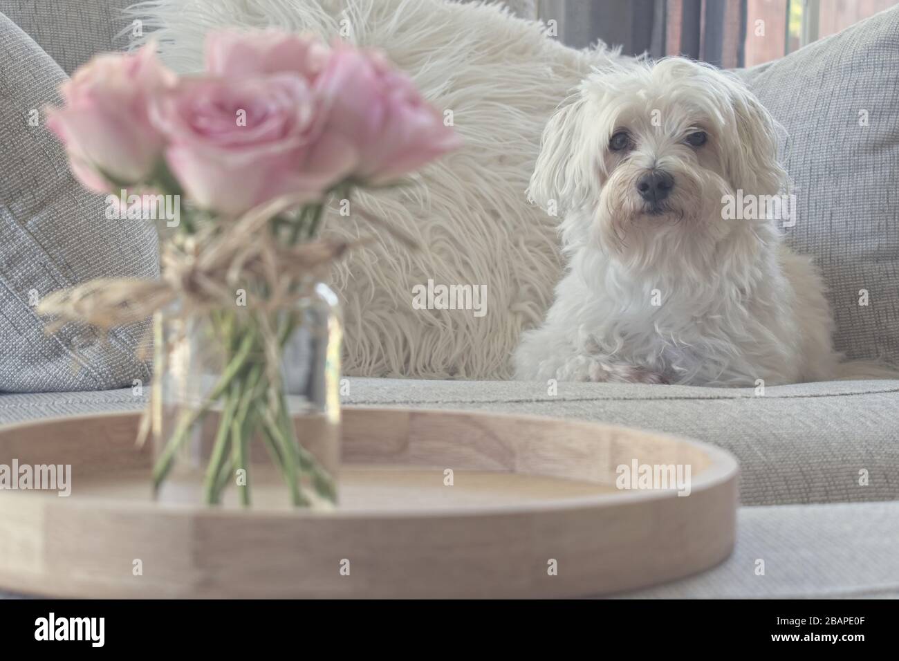 Kleiner Hund sitzt auf der Couch - konzentrieren Sie sich auf Hund. Stockfoto