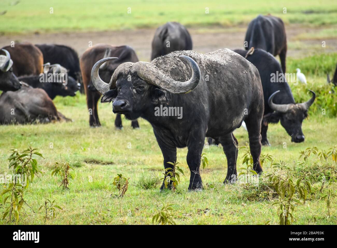 Eine Herde afrikanischer Wasserbüffel. Stockfoto