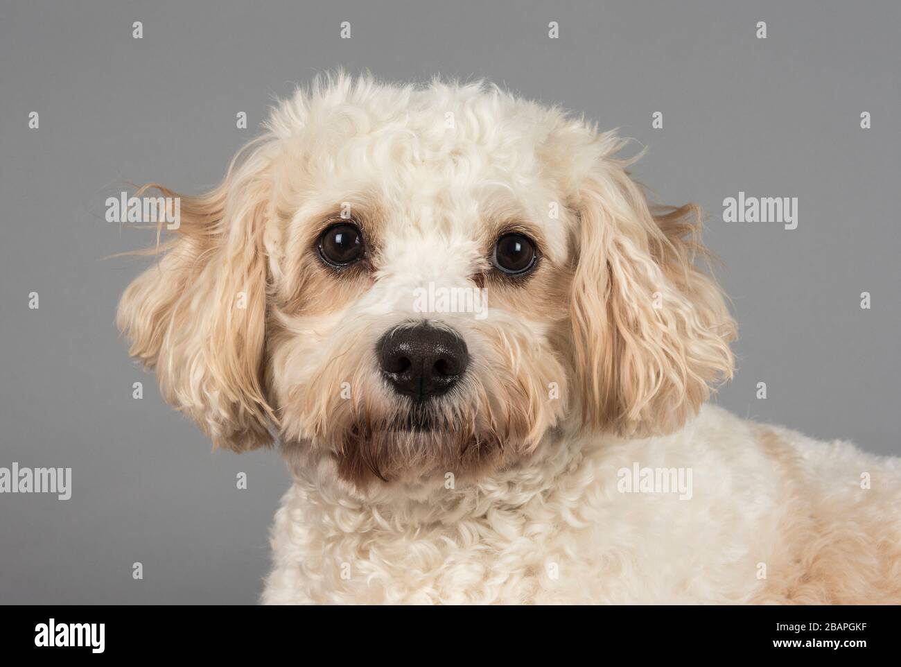 Cavapoo Dog 2,5 Jahre, Großbritannien. Stockfoto