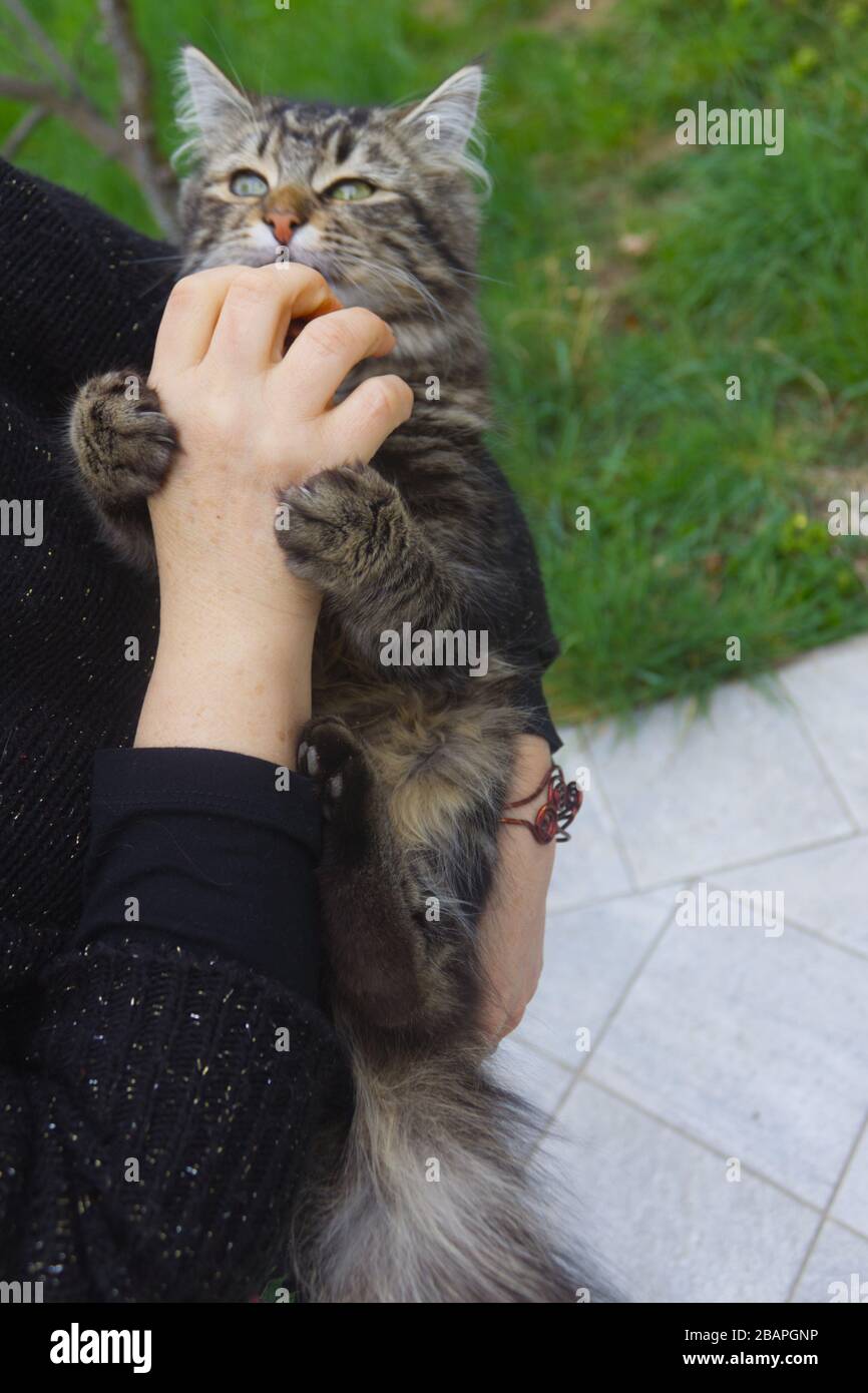 Eine kaukasische Frau spielt mit ihrem Kätzchen Stockfoto