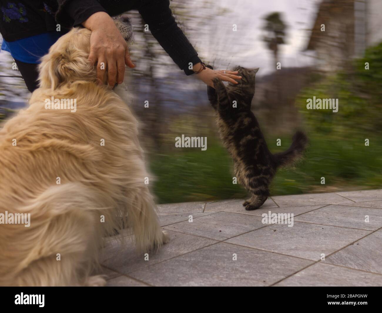 Eine kaukasische Frau spielt mit ihrem Kätzchen Stockfoto