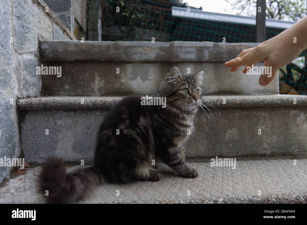 Eine kaukasische Frau spielt mit ihrem Kätzchen Stockfoto