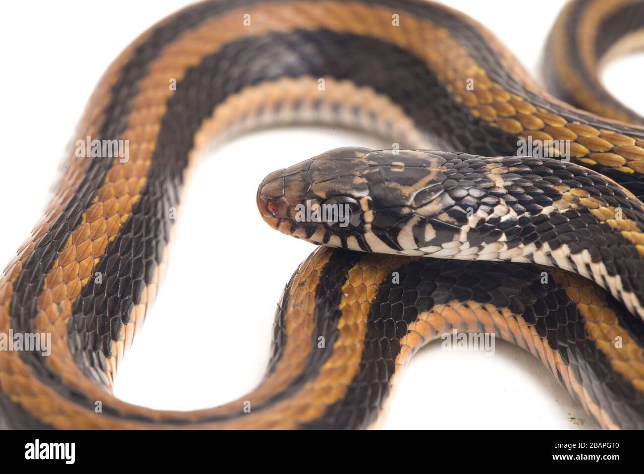 Der gestreifte Kielrücken Xenochrophis vittatus ist eine Schlangenart, die vor allem in Indonesien auf weißem Grund isoliert vorkommt Stockfoto