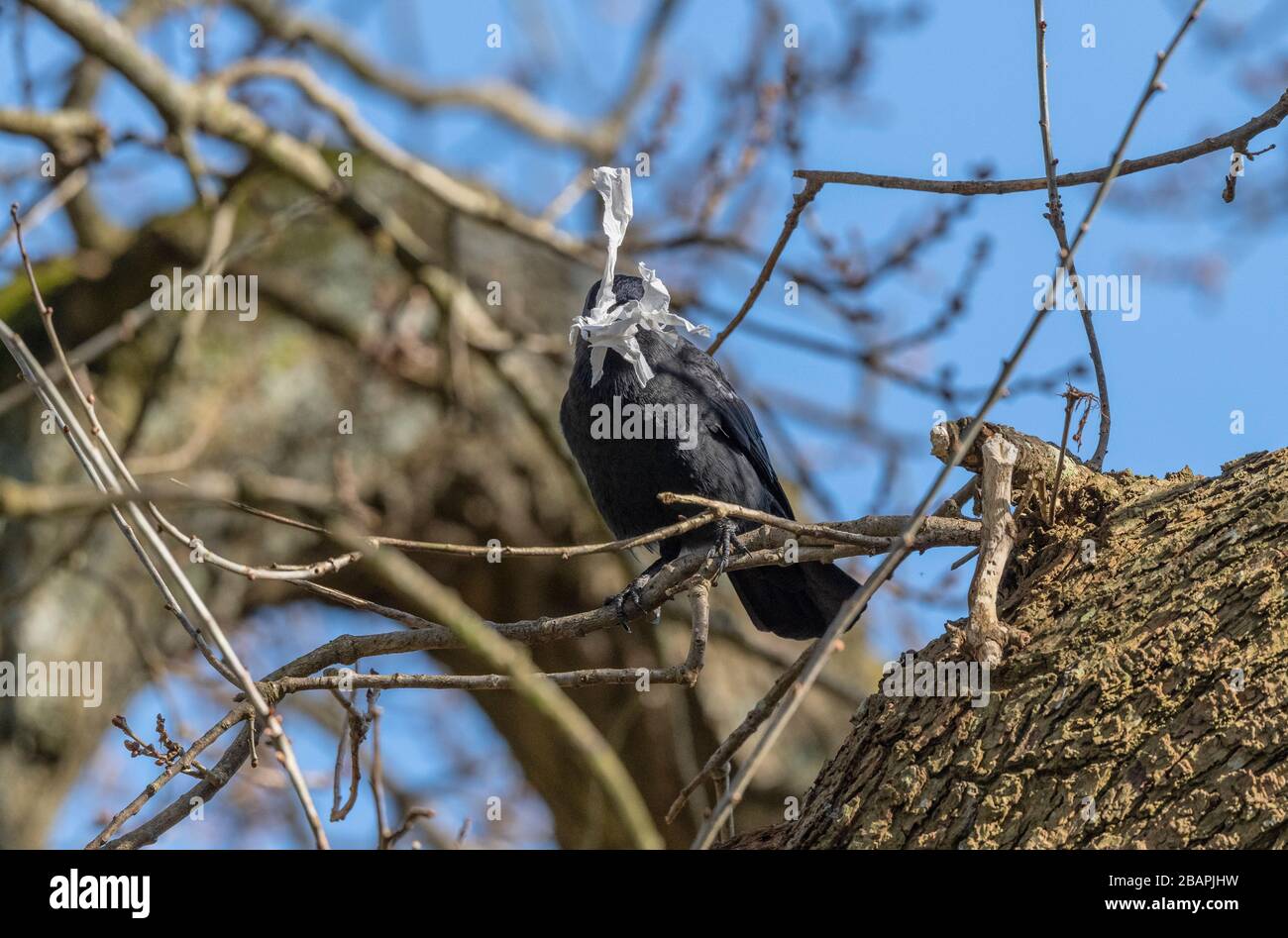 Jackdaw, Corvus monedula, mit gebrauchtem Gewebe, in Eiche. Stockfoto