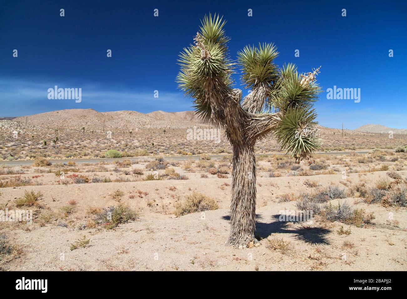 Joshua Tree neben der State Road 190, Inyo County, Kalifornien, Vereinigte Staaten. Stockfoto