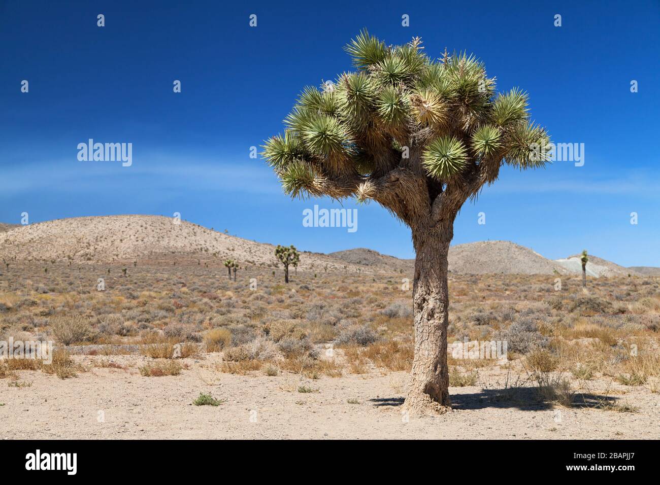 Joshua Tree in der Nähe von Darwin, Inyo County, Kalifornien, Vereinigte Staaten. Stockfoto
