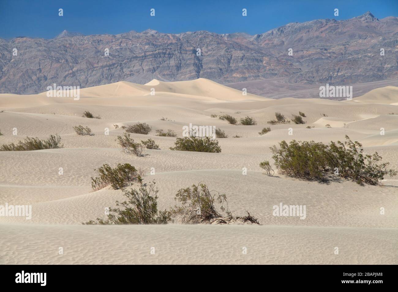 Mesquite flachen Sand Dünen, Death Valley National Park, California, United States. Stockfoto