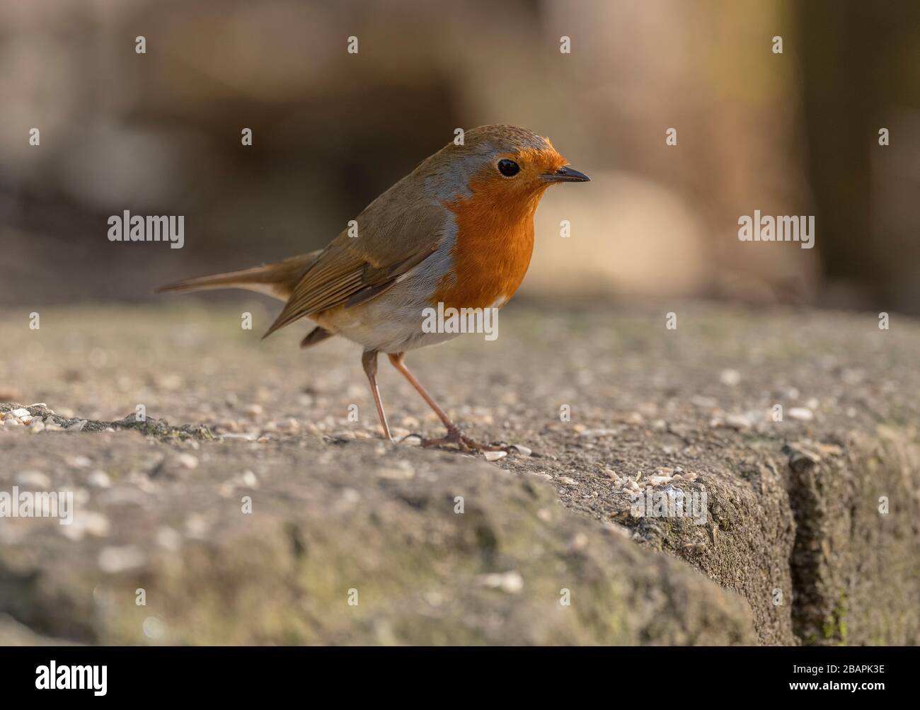 Robin, Erithacus rubecula, auf Schritt, im Winter. Stockfoto