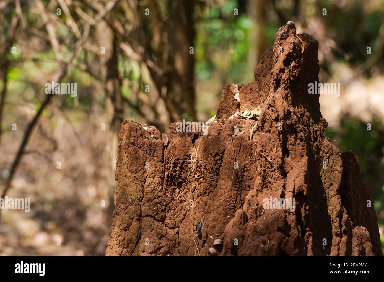 Großer Termitenhügel mitten im Wald mit Bushing im Hintergrund Stockfoto