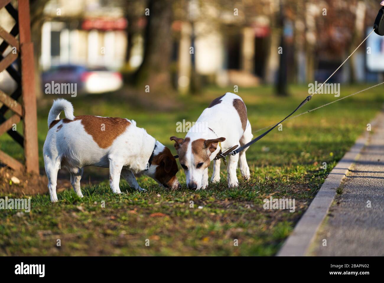 Zwei Jack Russell Terrier, die auf dem Gras spazieren. Stockfoto