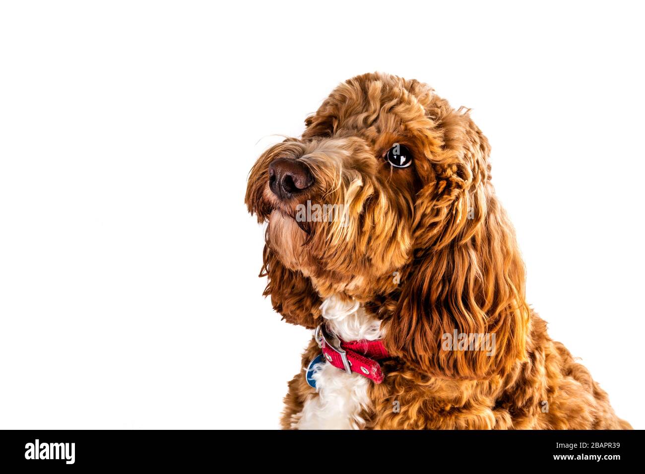 Cockapoo, Designerhund, Kreuzbrot, rotes Kakadus, Kakerpoo, niedlich, Hund,  Welpe, Welpen, Hunde, Hunde, Haustiere, weißer Hintergrund, Kopierraum,  isoliert Stockfotografie - Alamy