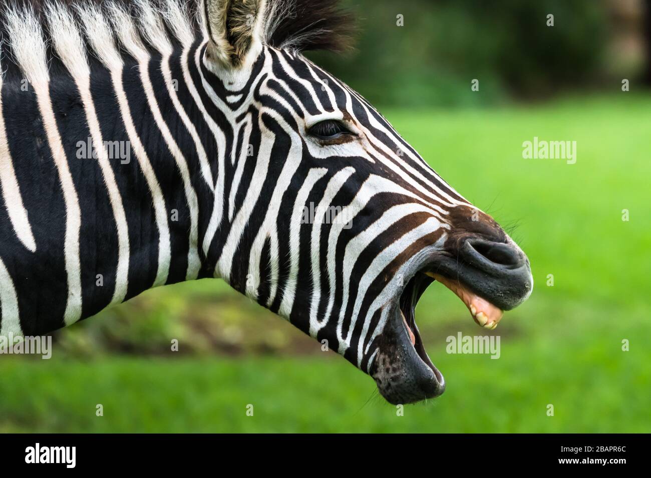 Der junge Zebra mit seinem weit aufgestreckten Mund ist in einem Gähnen geöffnet, das seine Zähne in Südafrika nahe zeigt Stockfoto