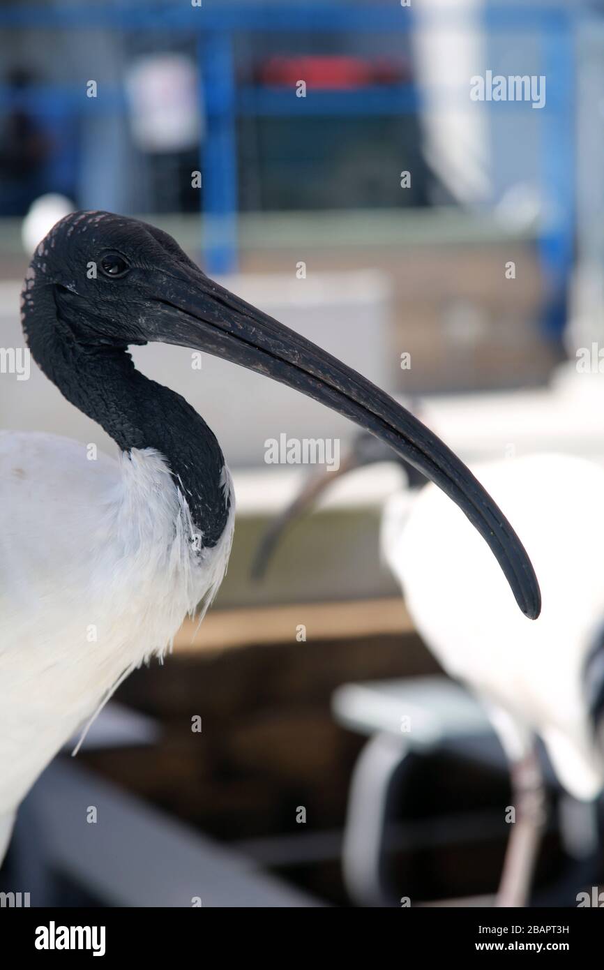 White Ibis, Sydney Fish Market, NSW, Australien Stockfoto