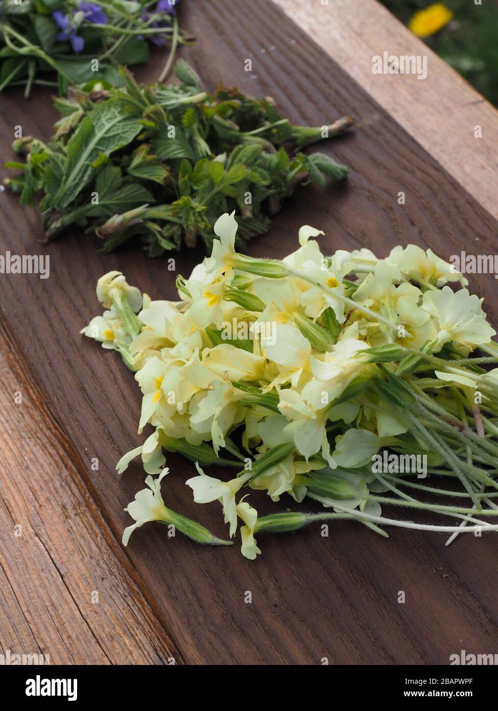 Blumen- und Wildgemüse, Republik Irland, Europa Stockfoto