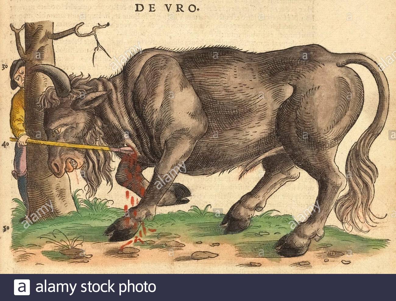 Auerochsen (Bos primigenius), Jahrgangsabbildung, erschienen 1551. Die Aurochs sind eine Art großer Wildrinder, die Asien, Europa und Nordafrika bewohnten und die Anfang des 17. Jahrhunderts ausstarb. Conrad Gessner. Stockfoto
