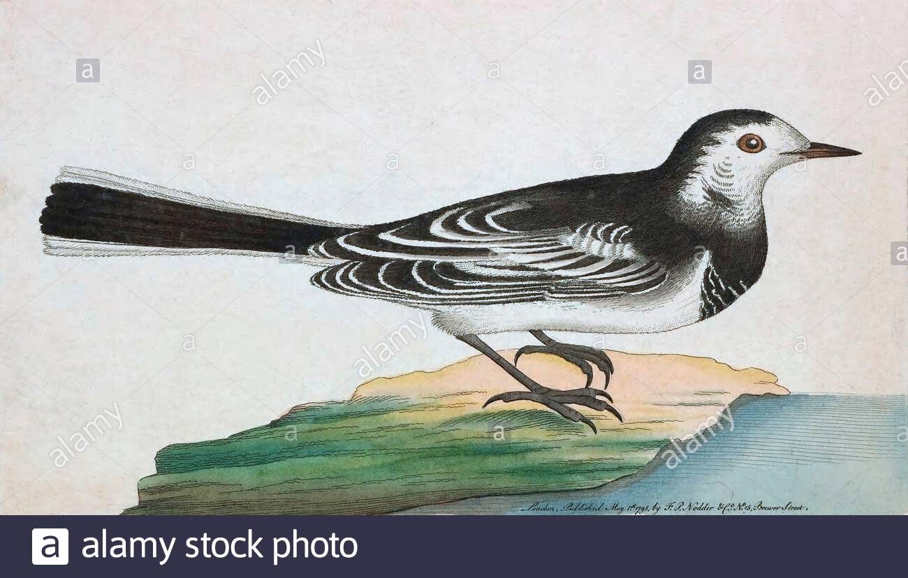 Pied Wagtail (Motacilla alba), Vintage Illustration veröffentlicht in der Naturalist's Miscellany von 1789 Stockfoto