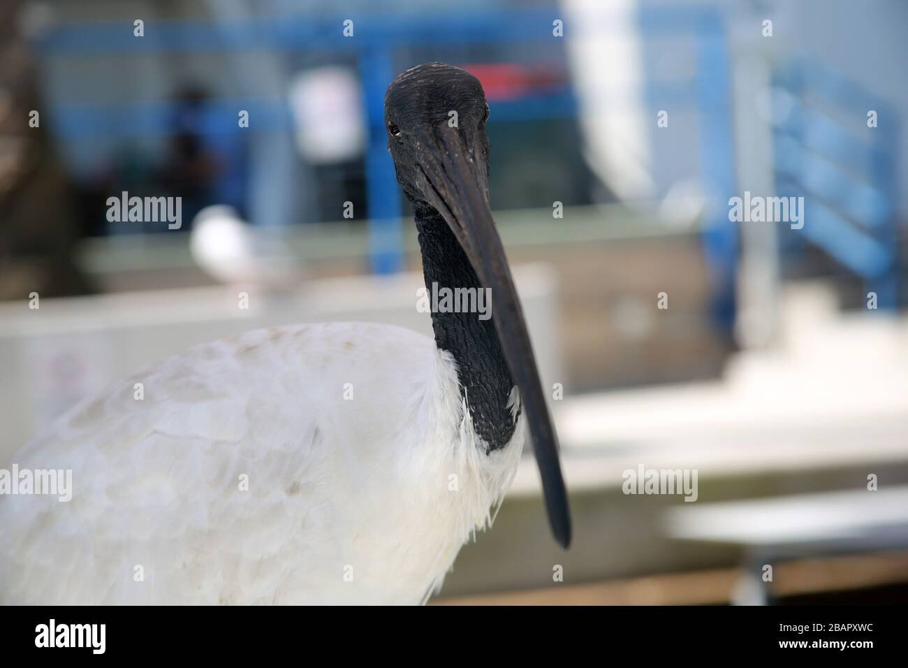 White Ibis, Sydney Fish Market, NSW, Australien Stockfoto