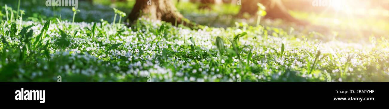 Holz mit vielen weißen Oxalis Frühlings-Blumen an sonnigen Tagen Stockfoto