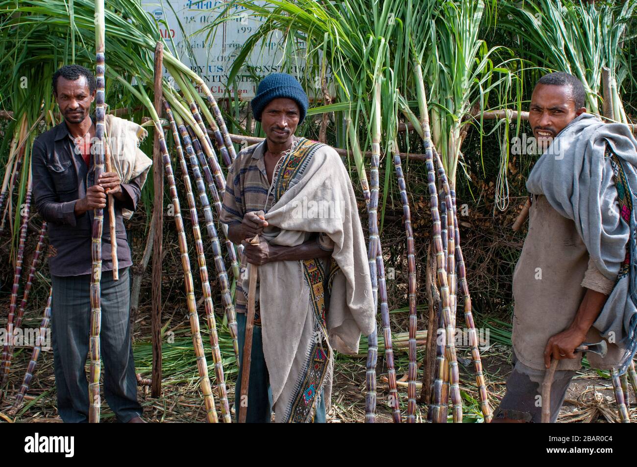 Straße zwischen Wukro nach Mekele, Äthiopien. Mehrere Arbeitnehmer schneiden Sugar Canes auf der Straße von Wukro, Mekele. In Wukro, in der Region Tigray, Nord-o Stockfoto