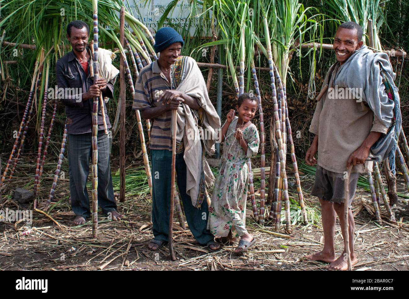 Straße zwischen Wukro nach Mekele, Äthiopien. Mehrere Arbeitnehmer schneiden Sugar Canes auf der Straße von Wukro, Mekele. In Wukro, in der Region Tigray, Nord-o Stockfoto