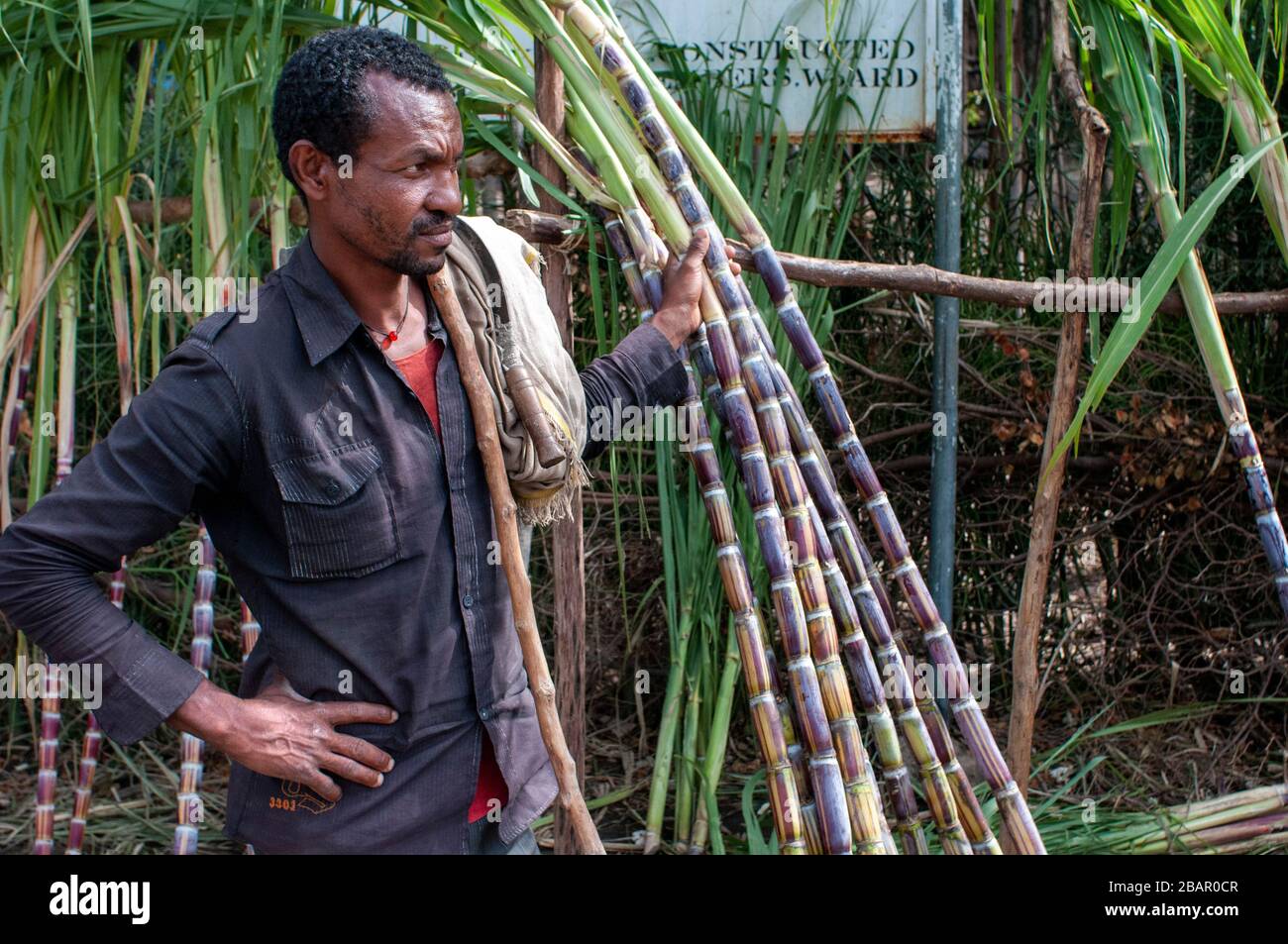 Straße zwischen Wukro nach Mekele, Äthiopien. Mehrere Arbeitnehmer schneiden Sugar Canes auf der Straße von Wukro, Mekele. In Wukro, in der Region Tigray, Nord-o Stockfoto