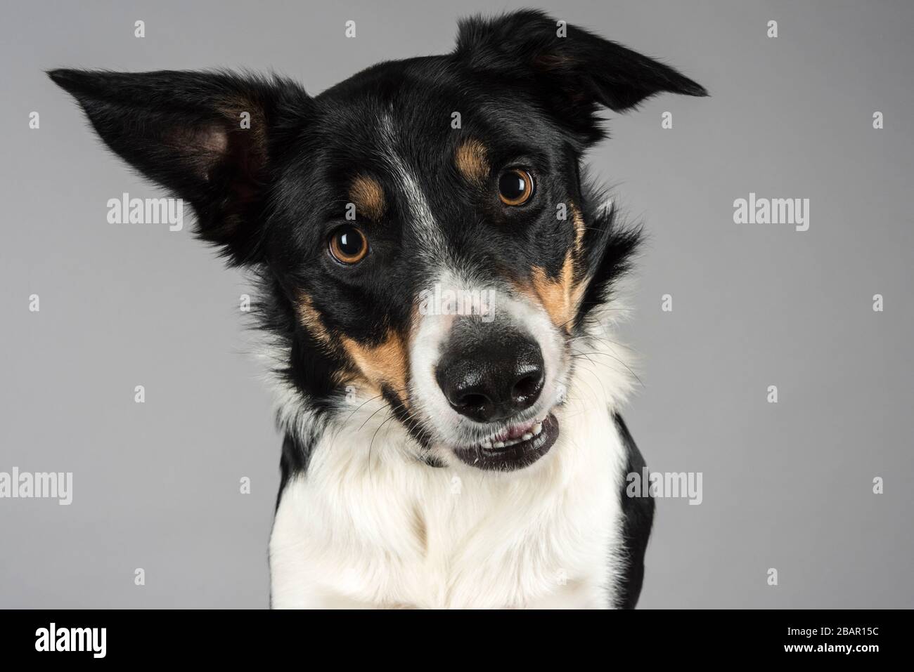 Porträt von einem Border Collie Hund Stockfoto