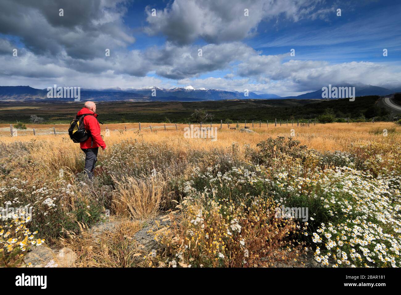 Wildblumenwiese im Nationalpark Torres de Paine, Patagonia Steppe, Patagonien, Chile, Südamerika Stockfoto