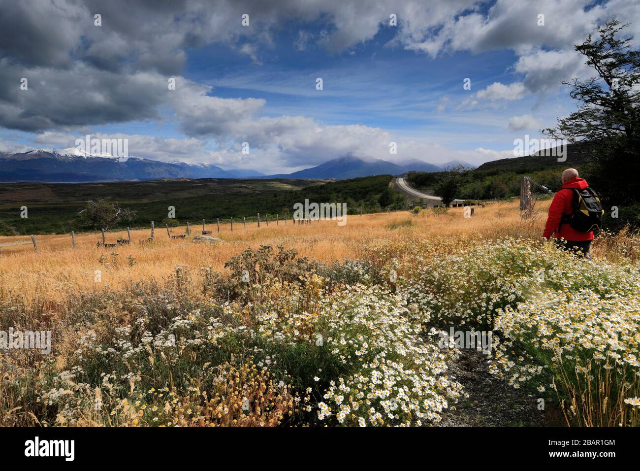 Wildblumenwiese im Nationalpark Torres de Paine, Patagonia Steppe, Patagonien, Chile, Südamerika Stockfoto