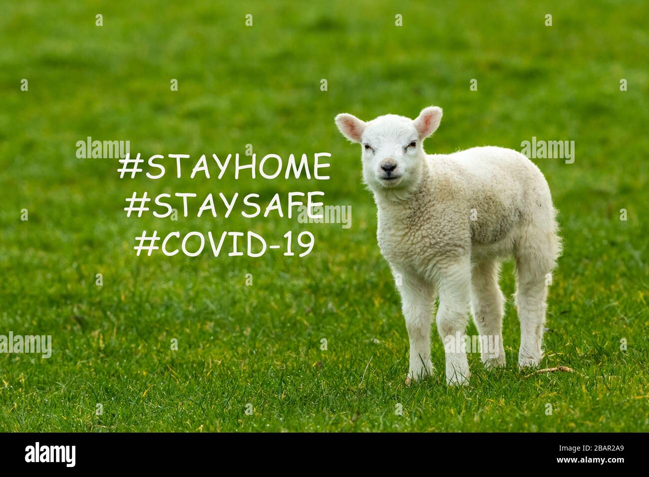 Covid-19, Coronavirus. Bleib die Botschaft für Besucher, die mit jungen Lammfellern in den Yorkshire Dales, Großbritannien, an Schönheitsspots schleudernd sind. Querformat Stockfoto