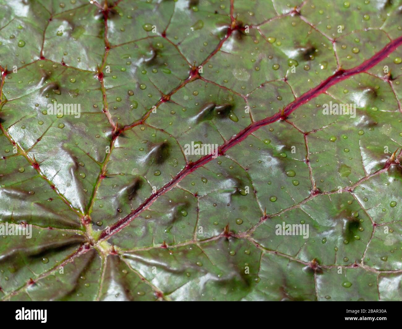 Stachelige Wasserlilie (Euryale ferox) mit Blattdetails in Nahaufnahme Stockfoto