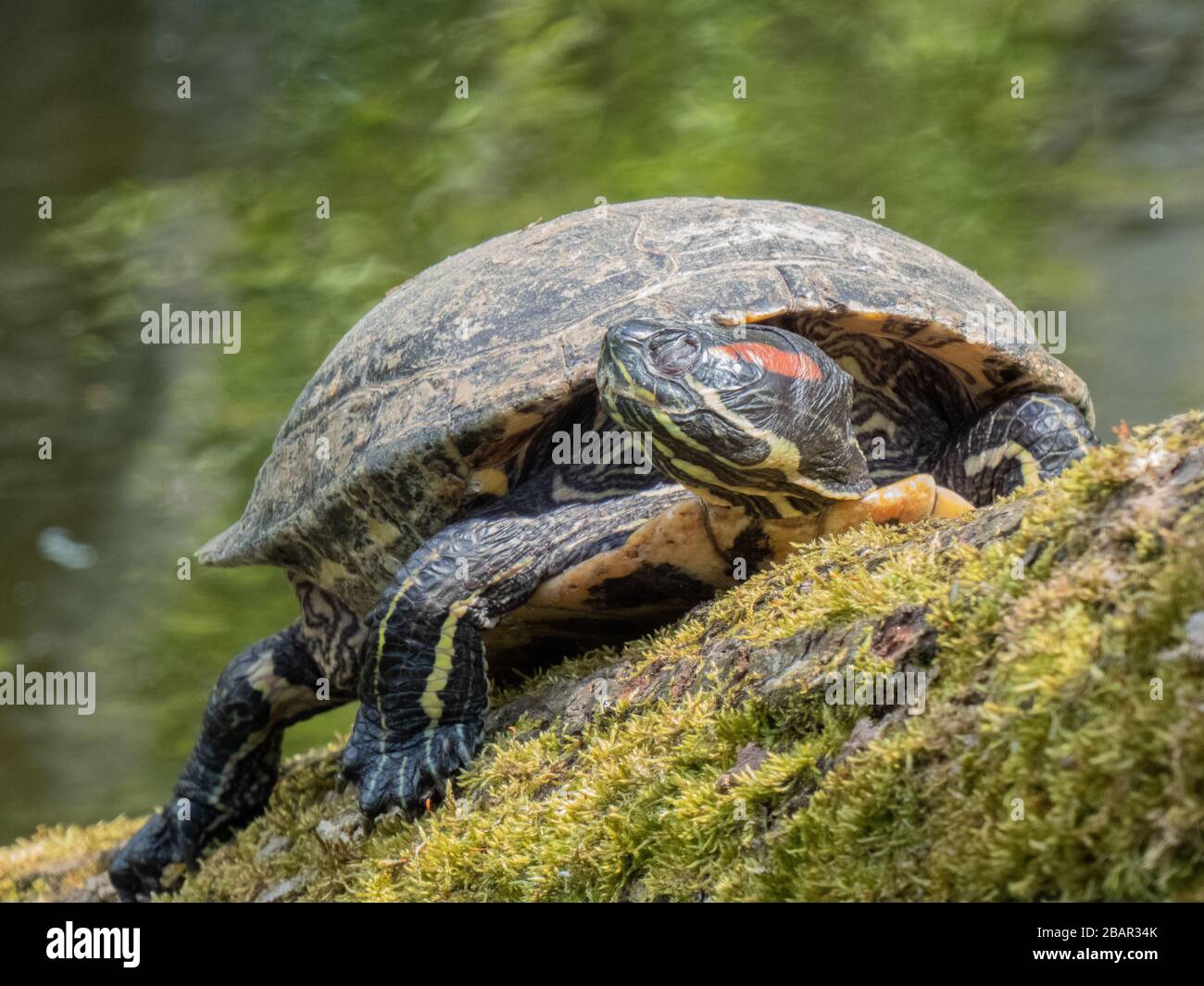 Rotarmiger (Trachemys scripta elegans) sonnen sich auf einem Baumstamm Stockfoto