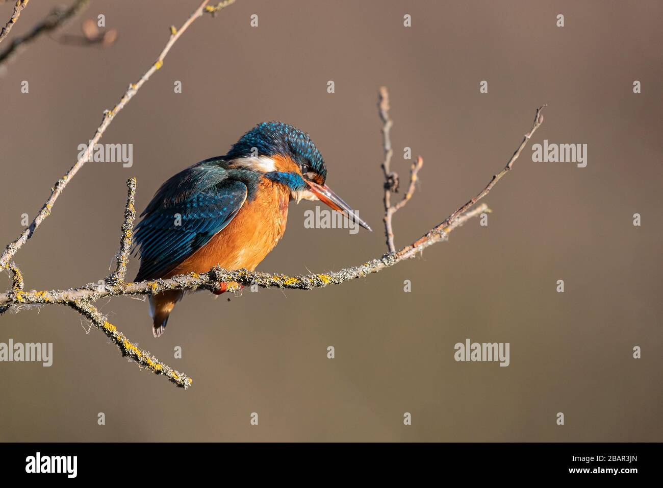 Kingfisher steht an einer Filiale in Salburua, Vitoria, Spanien Stockfoto