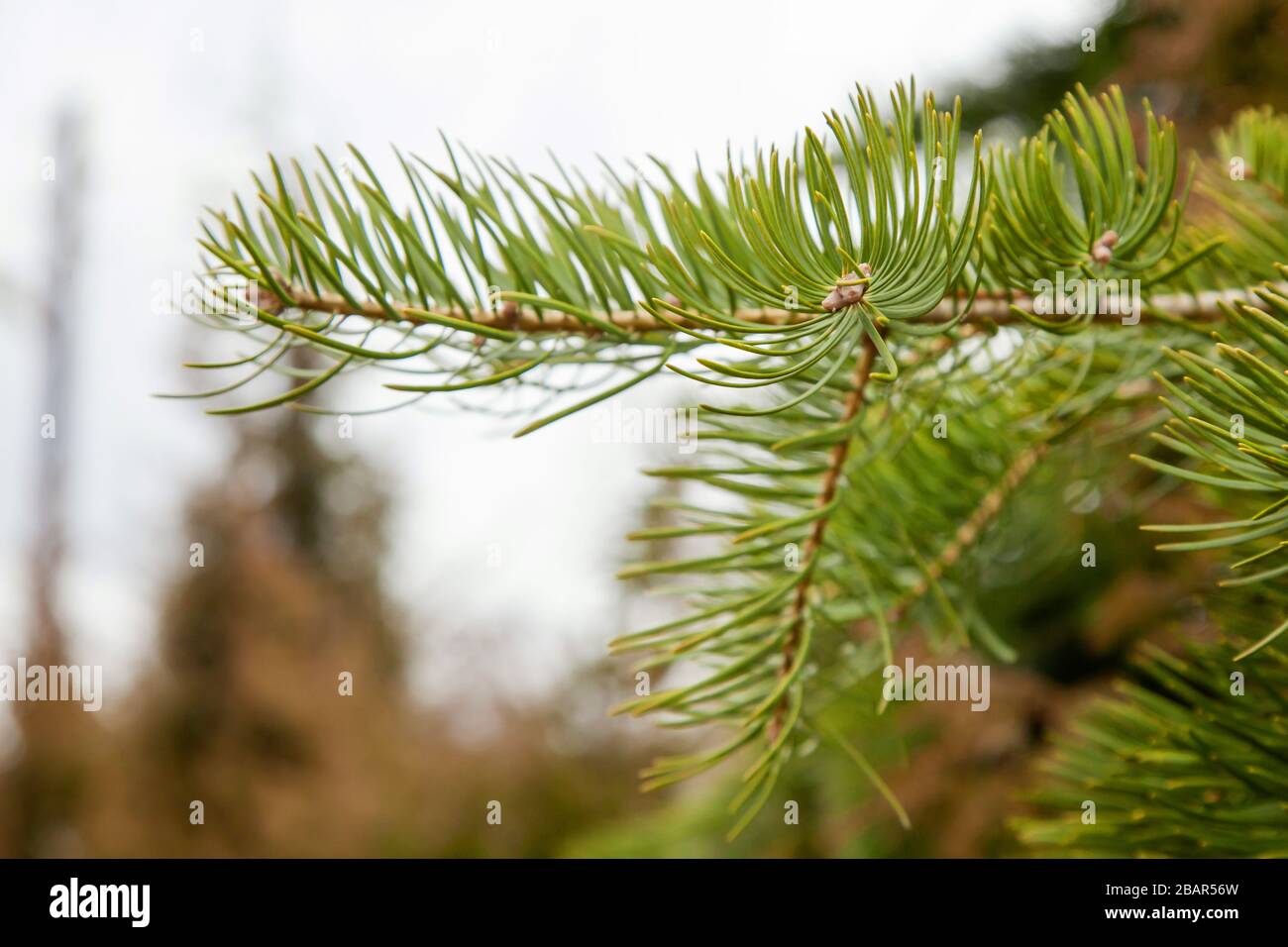 Fichtenzweig mit grünen Nadeln. Nadelholzzweig aus Kiefernholz . Schöner Fichtenzweig mit Kiefernnadeln. Weihnachtsbaum in der Natur. Fichtengrün. Fichte Nahaufnahme. Stockfoto