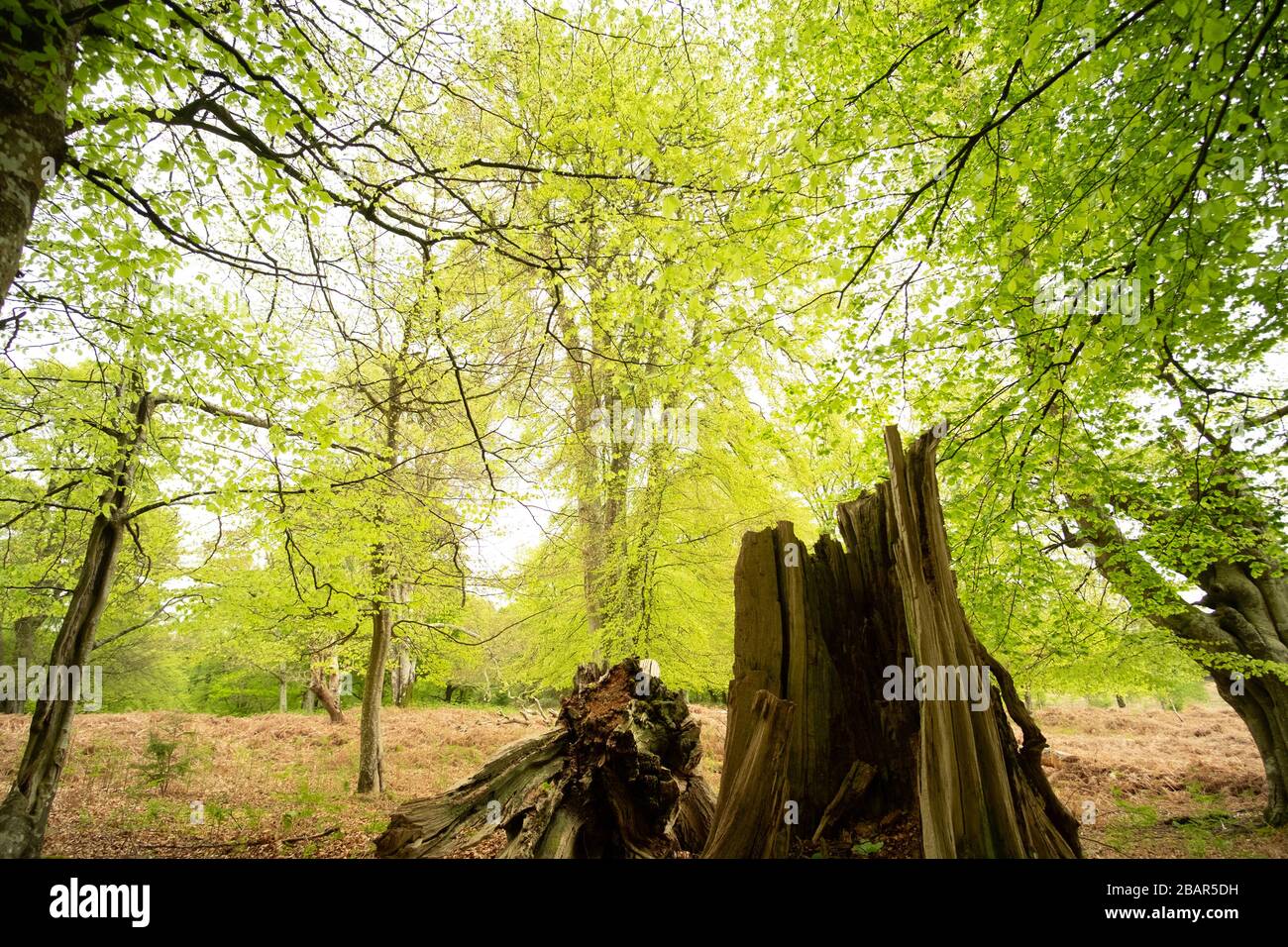 Großer alter Baumstumpf, neue grüne Blätter und Bäume im alten New Forest, Hampshire, England Stockfoto