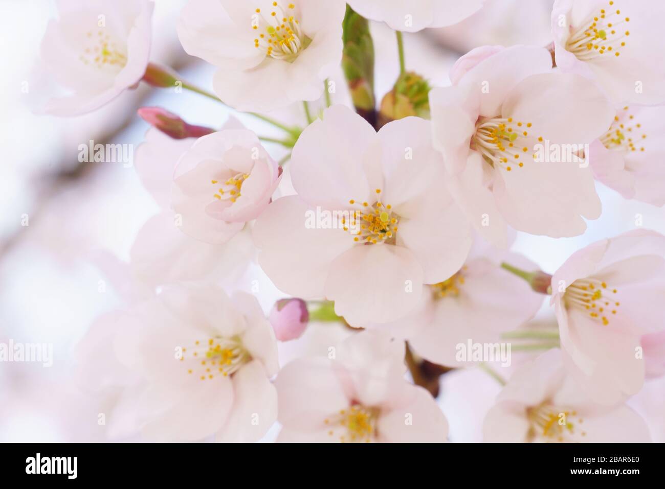Kirschblüten machen im Frühjahr schöne Szenen. Stockfoto