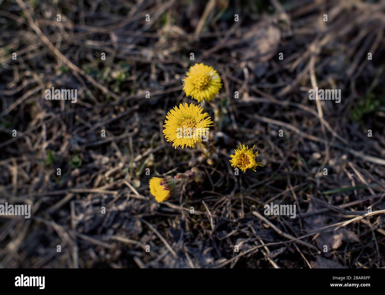Coltsfoot oder Foalfoot vier Blumen im Frühling unter gedrungenem Gras. Wachstum der Frühlingspflanze Stockfoto