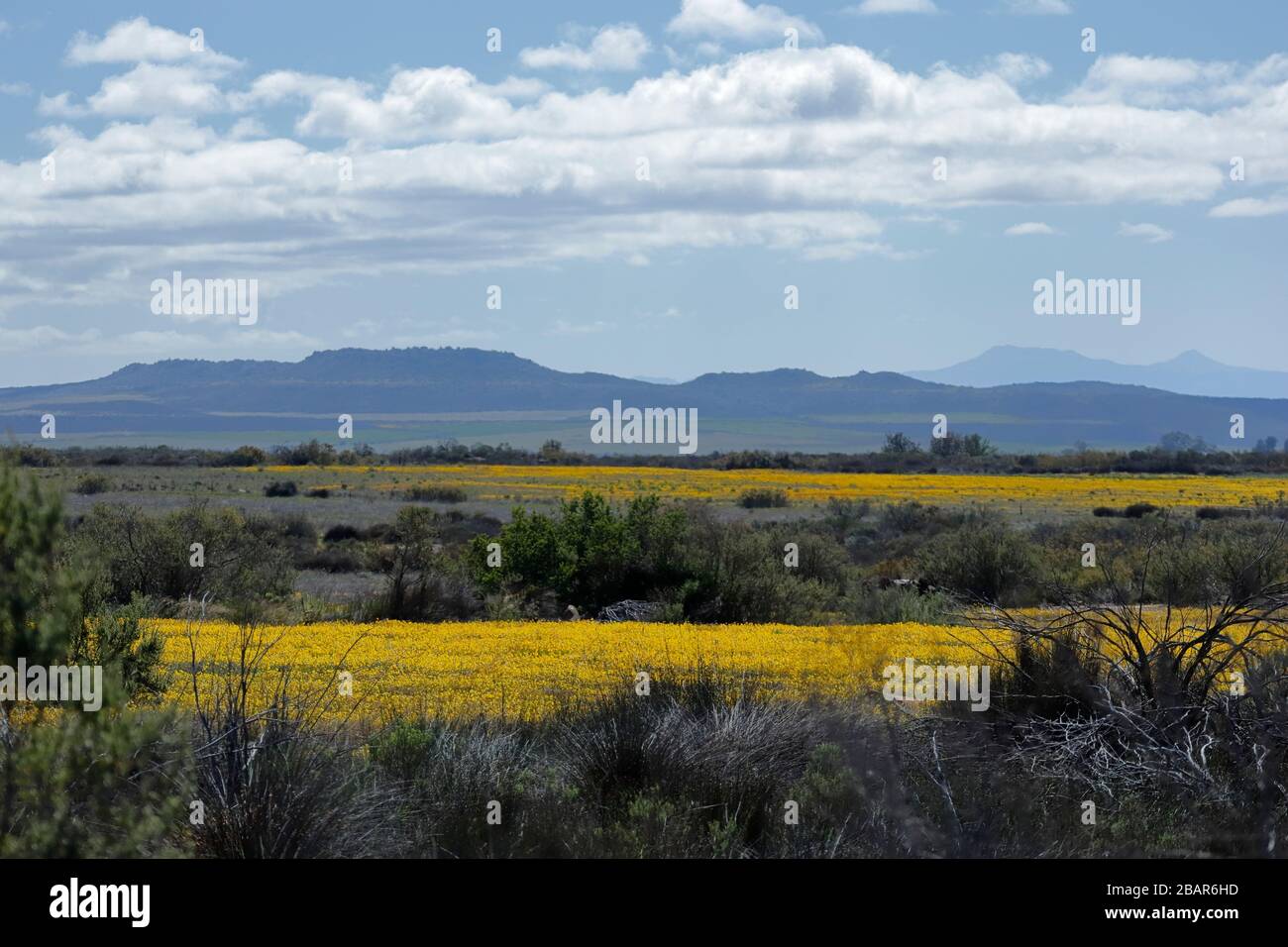 Felder mit wilden Blumen erhellen die Landschaft in und um Nieuwoundtville, Nordkaper, Südafrika Stockfoto