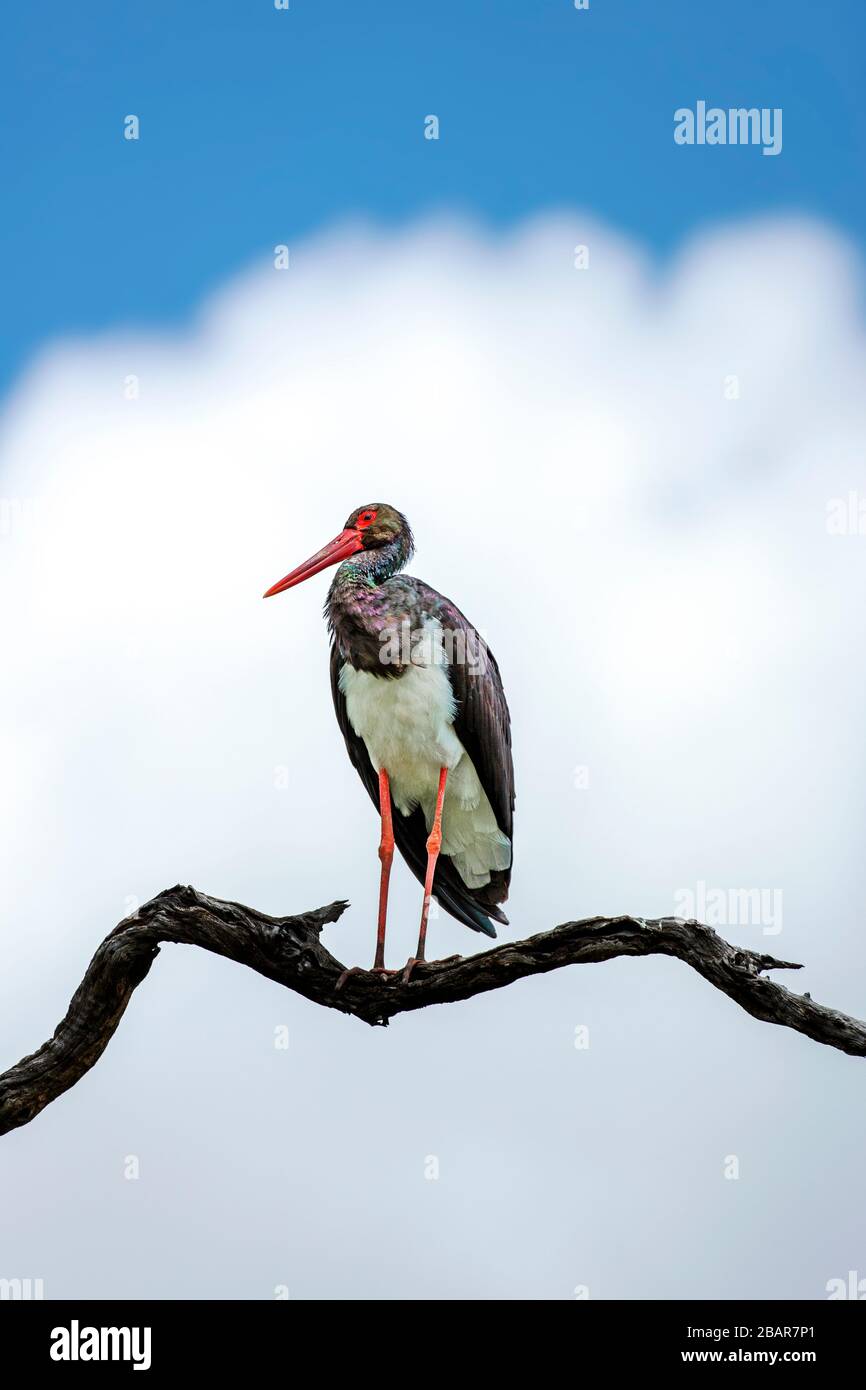 Ein Schwarzer Stork thront in einem toten Baum im Kruger National Park, Südafrika Stockfoto