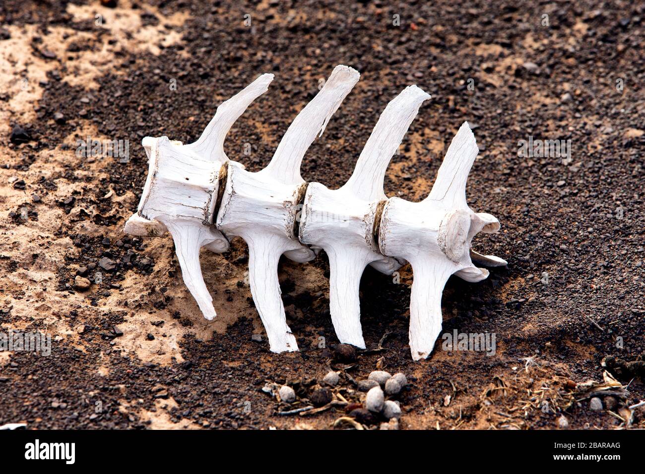 Gebleichte Knochen und Skelett eines Springbocks in der Karoo, Südafrika Stockfoto